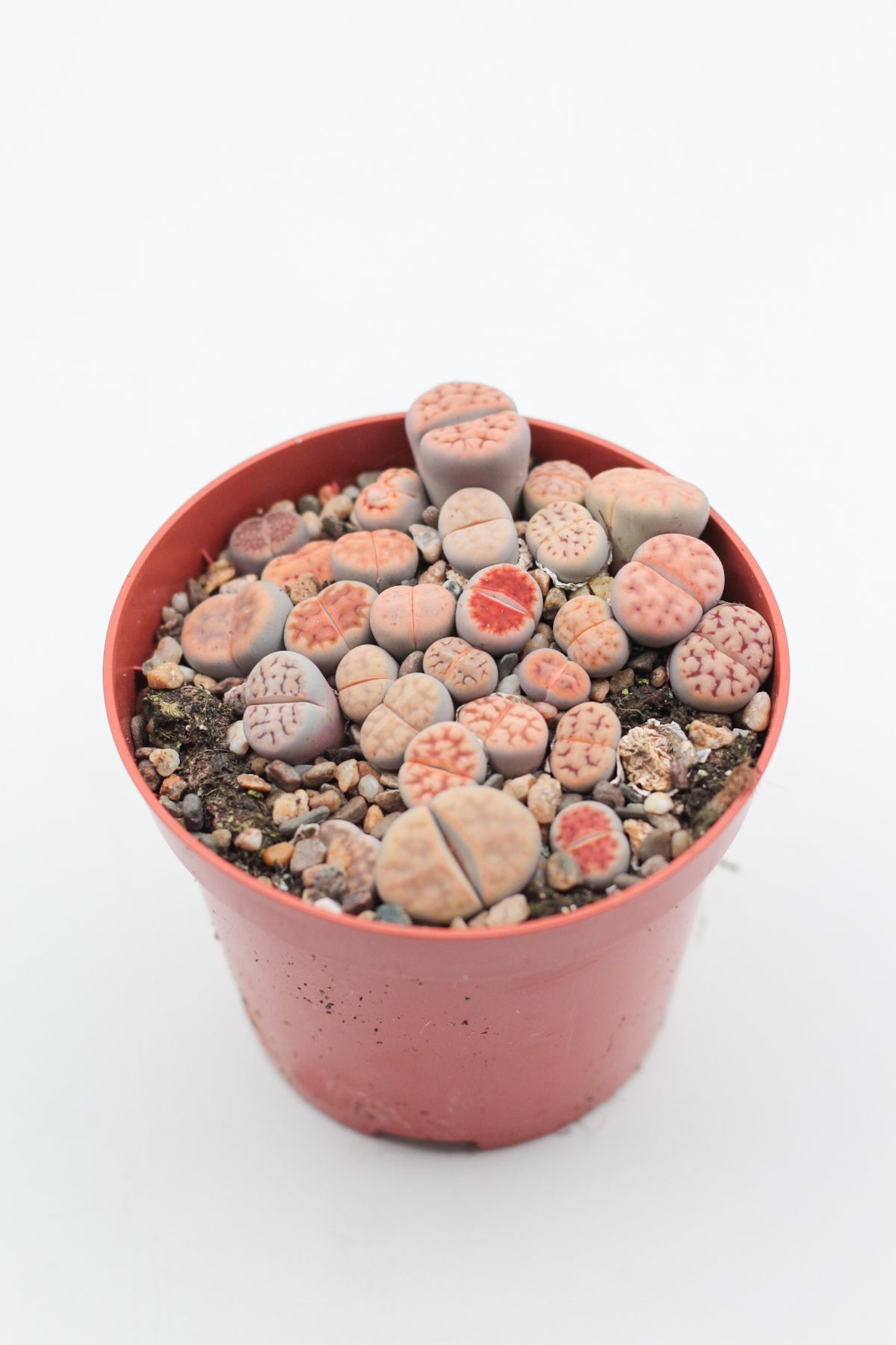 Lithops Karasmontana