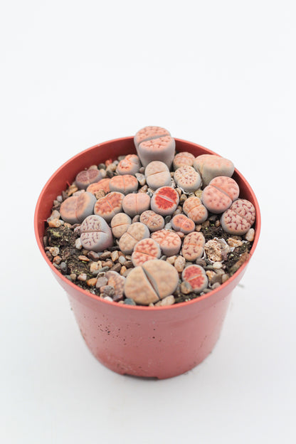 Lithops Karasmontana