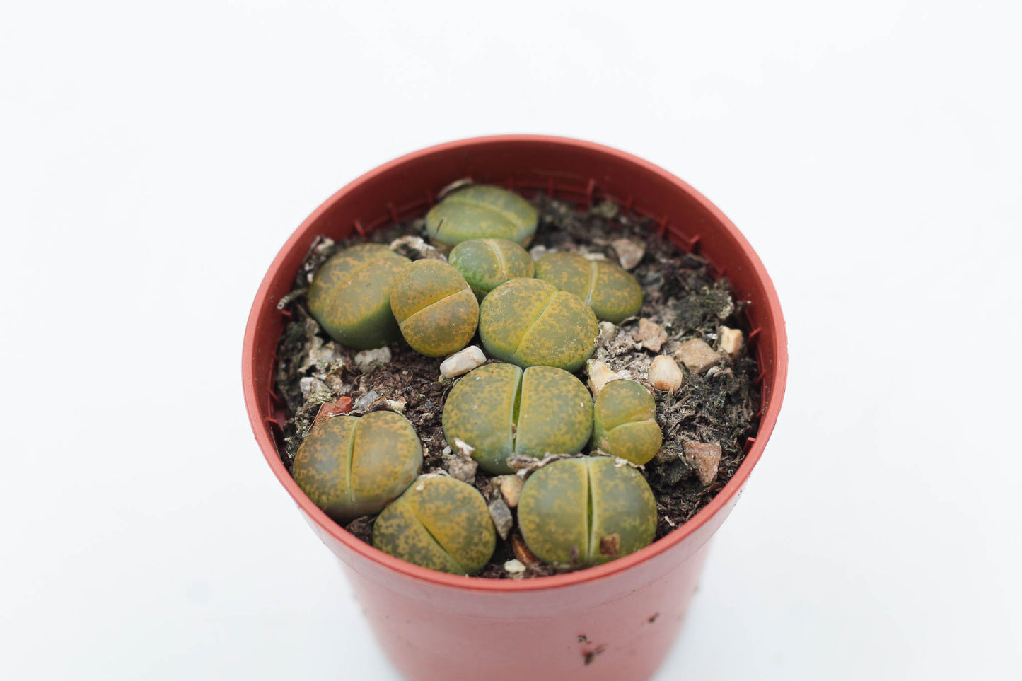 Lithops aucampiae C395 cv. Jackson’s Jade