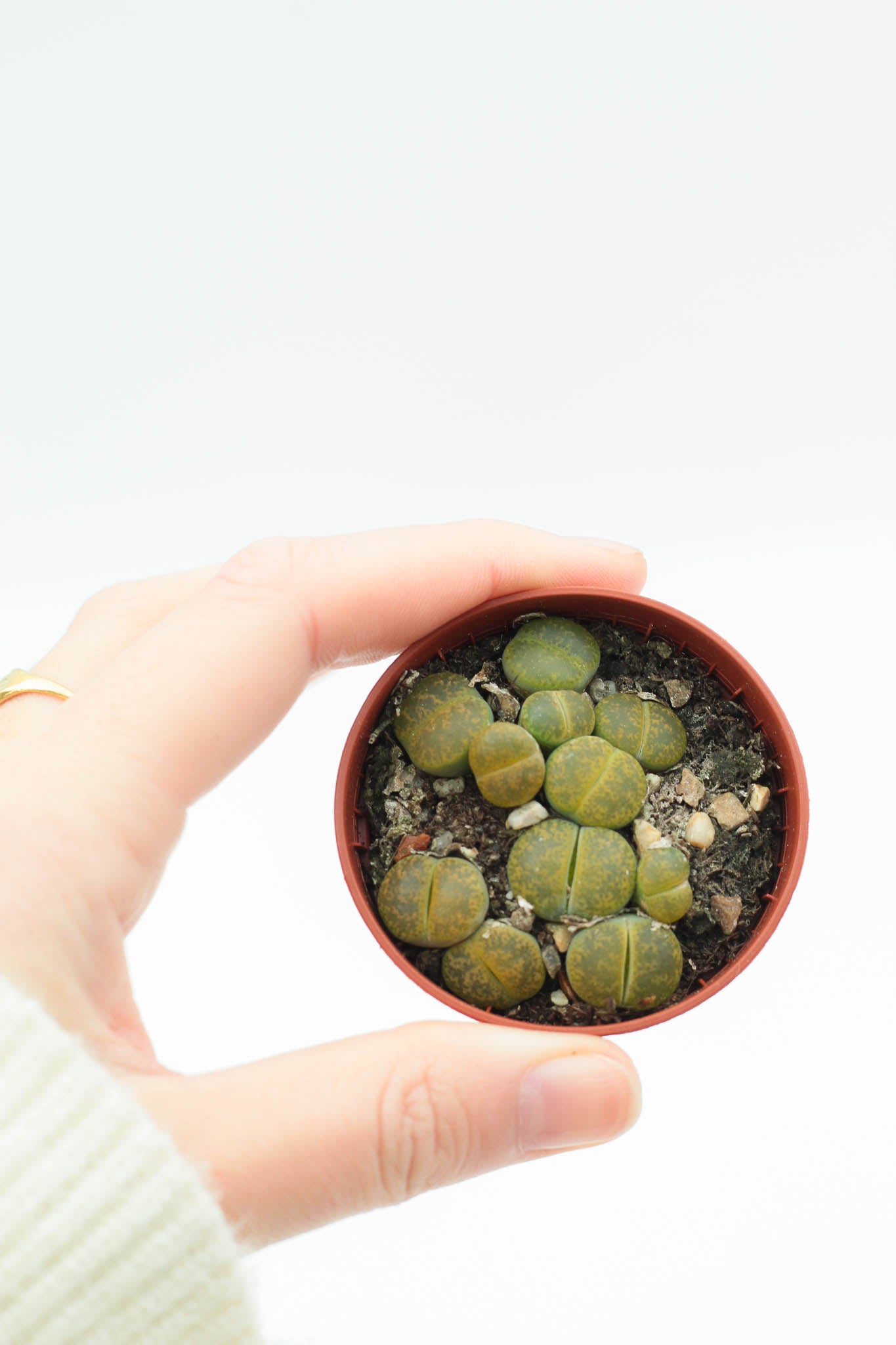Lithops aucampiae C395 cv. Jackson’s Jade
