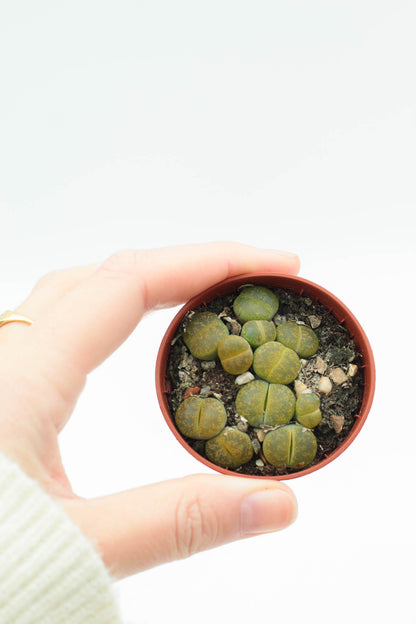 Lithops aucampiae C395 cv. Jackson’s Jade