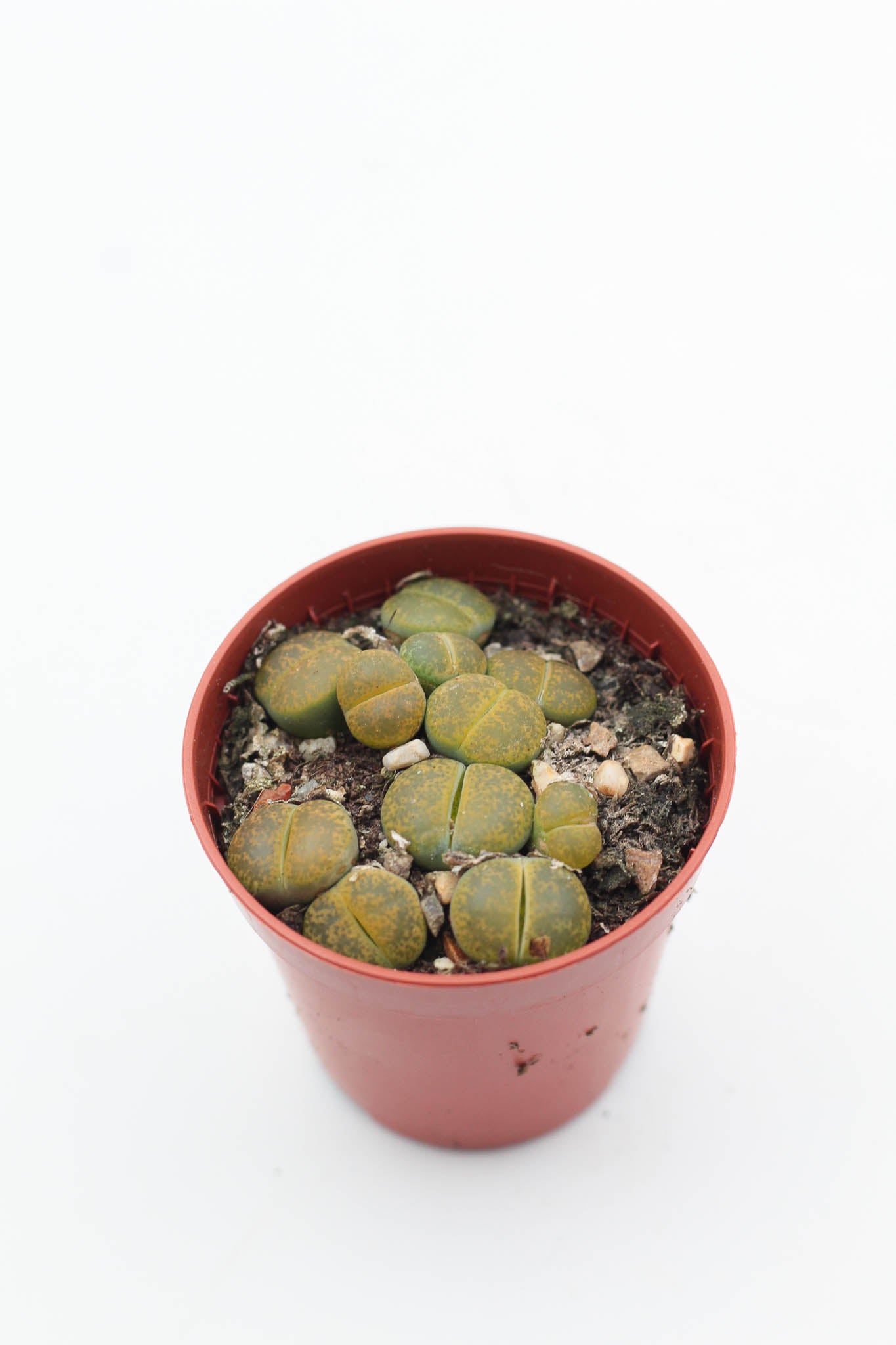 Lithops aucampiae C395 cv. Jackson’s Jade
