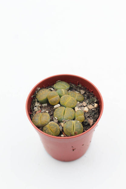 Lithops aucampiae C395 cv. Jackson’s Jade