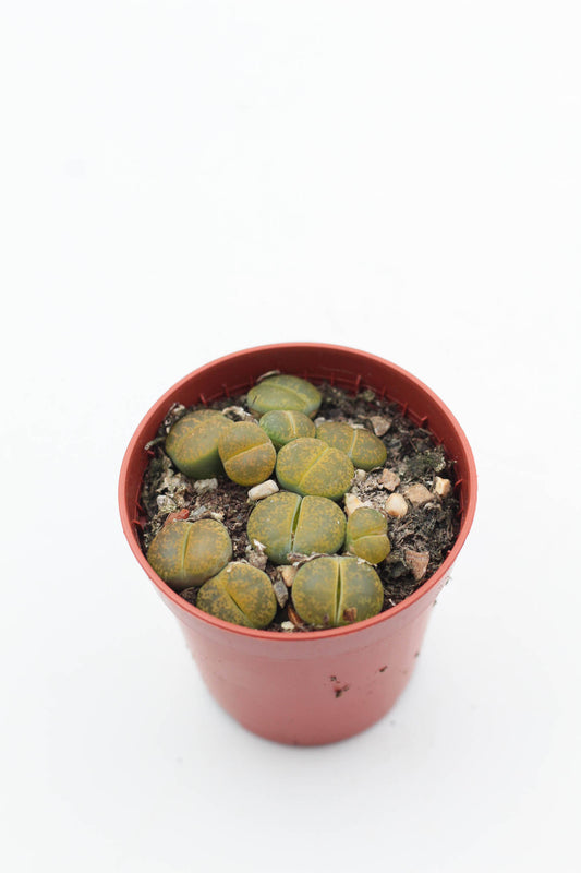 Lithops aucampiae C395 cv. Jackson’s Jade