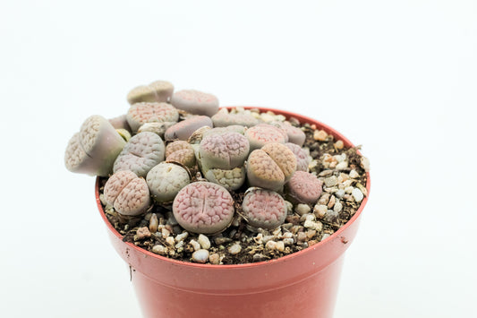 Lithops schwantesii