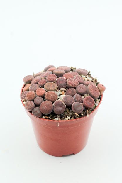 Lithops aucampiae