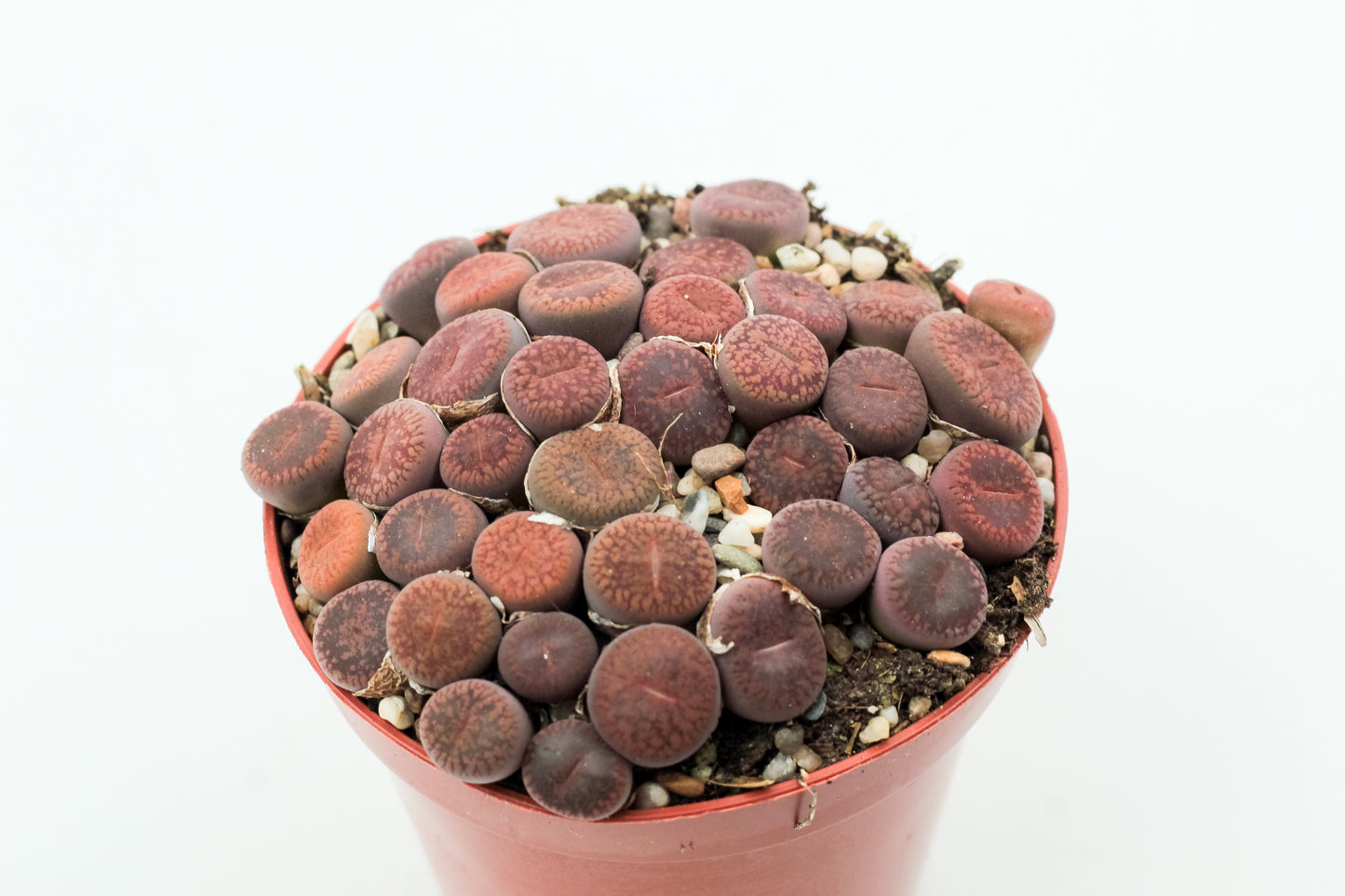 Lithops aucampiae