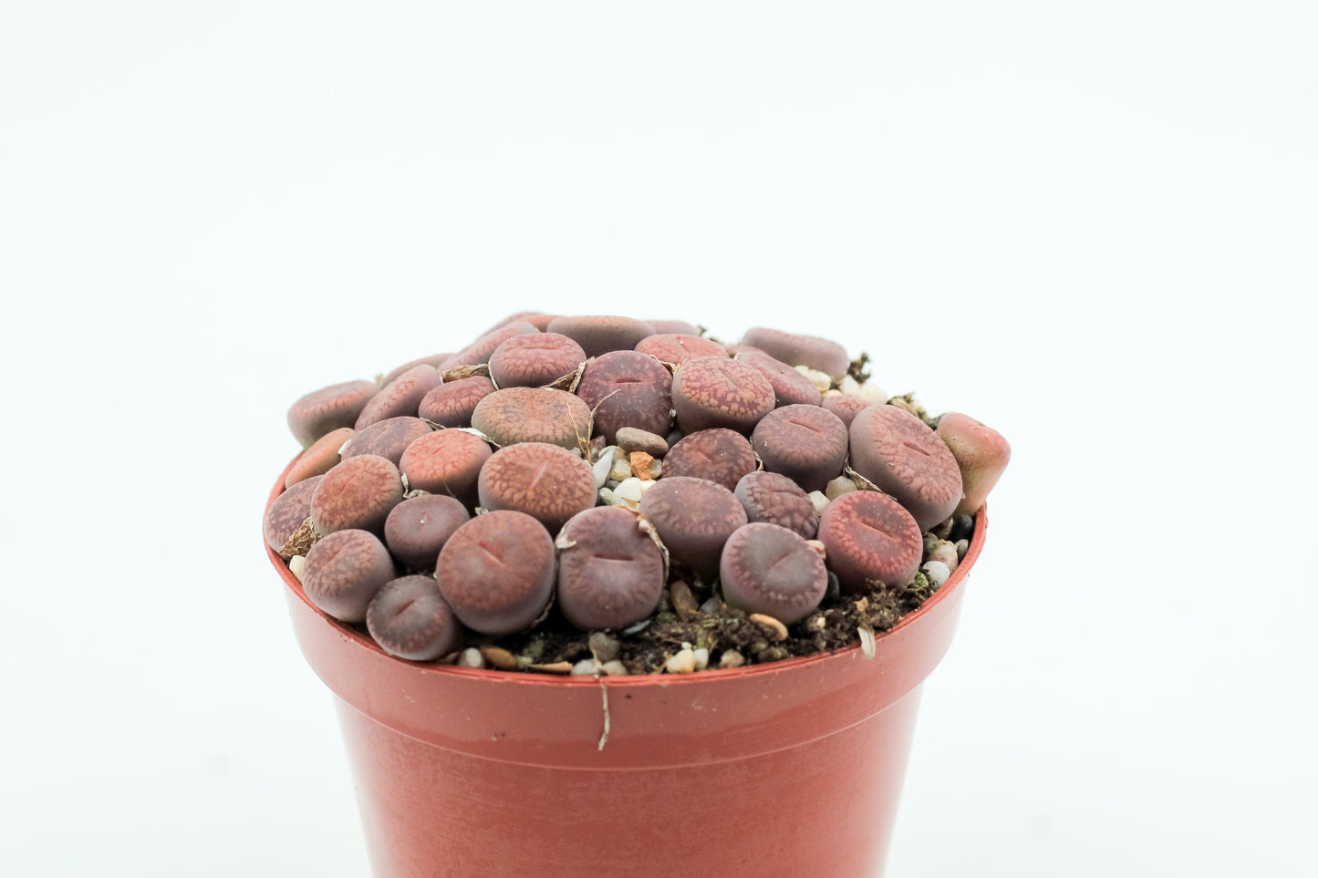 Lithops aucampiae