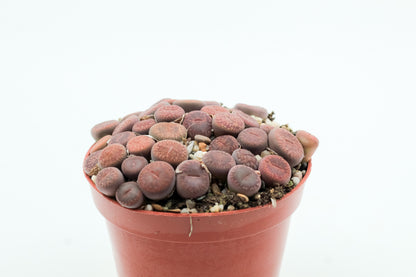 Lithops aucampiae