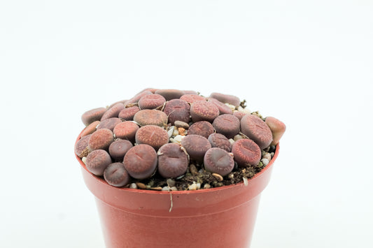 Lithops aucampiae
