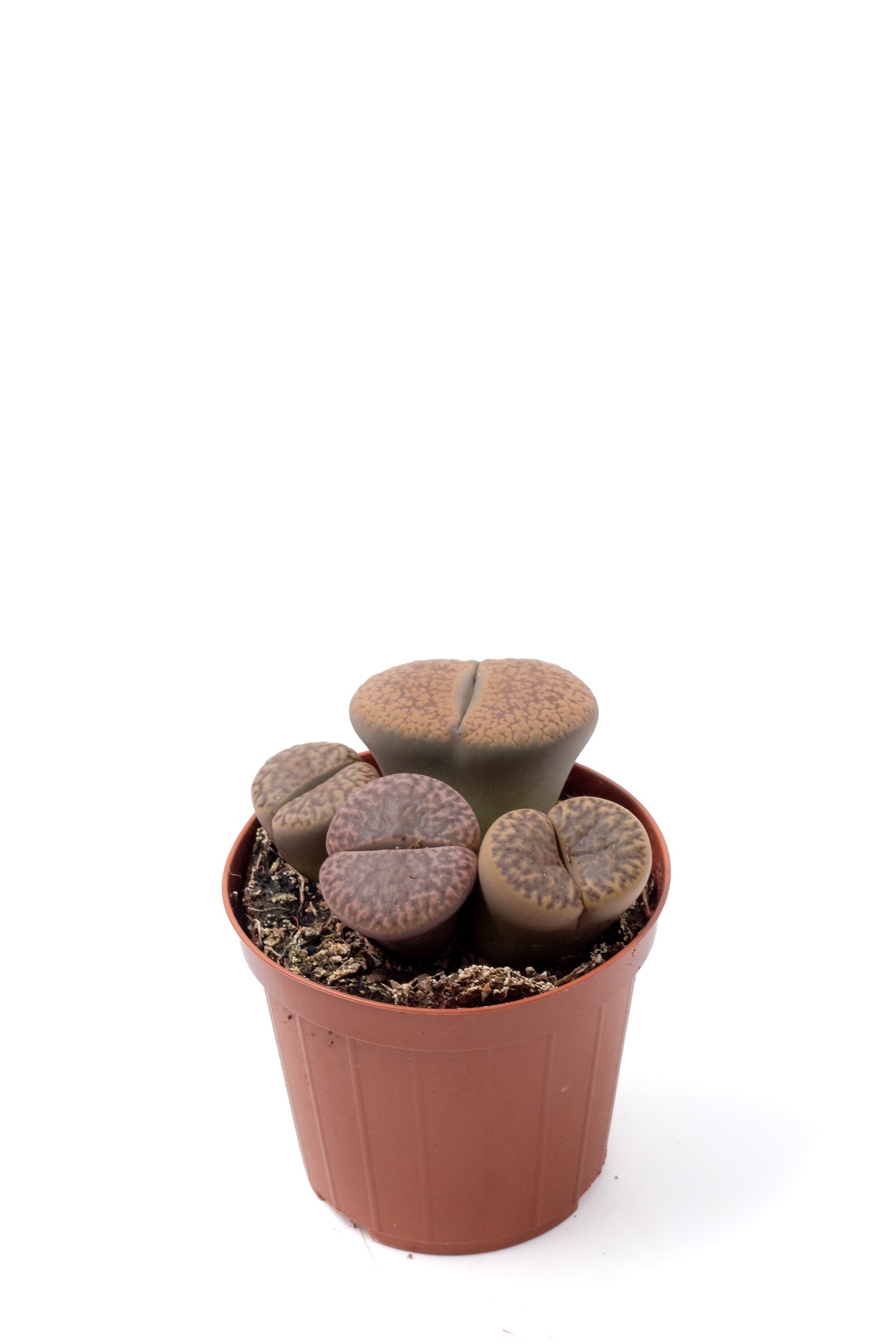 Lithops bromfieldii