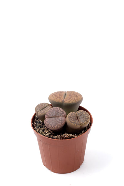 Lithops bromfieldii