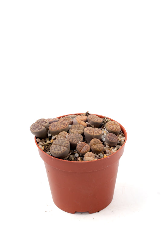Lithops bromfieldii