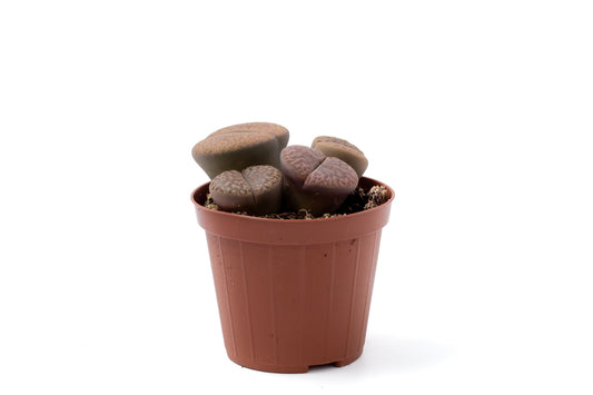 Lithops bromfieldii
