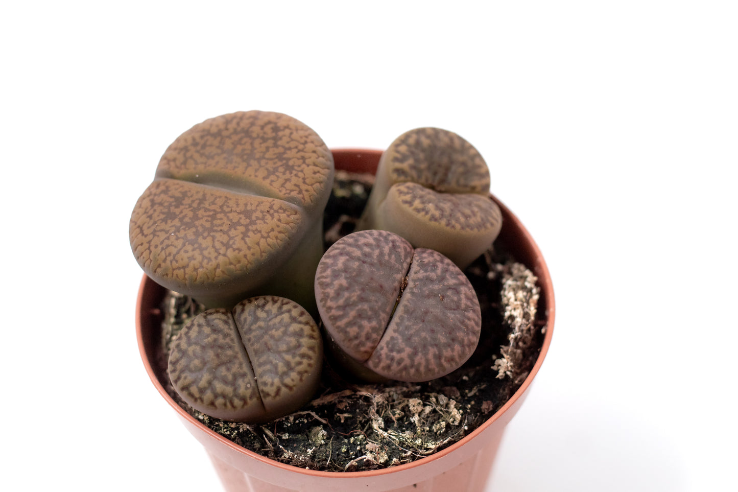 Lithops bromfieldii
