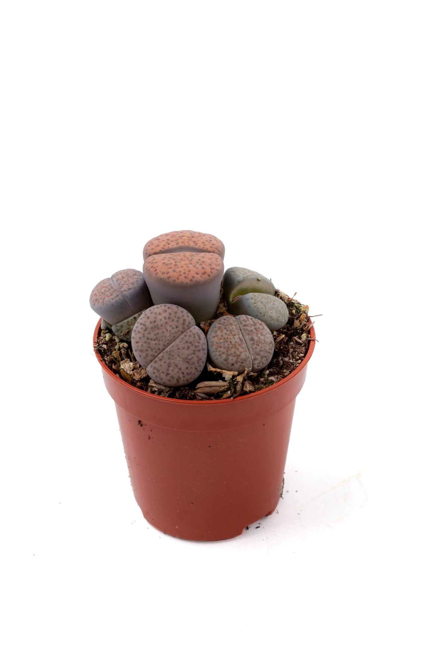 Lithops fulviceps