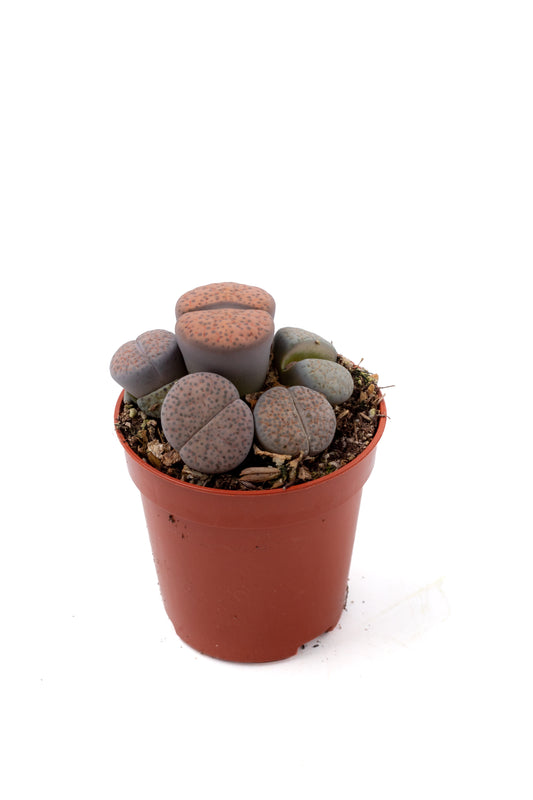 Lithops fulviceps