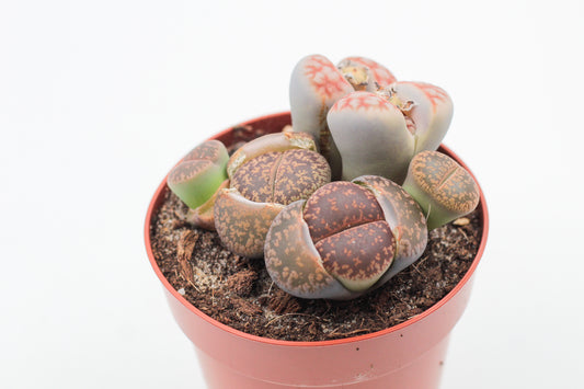 Lithops grote stenen mix