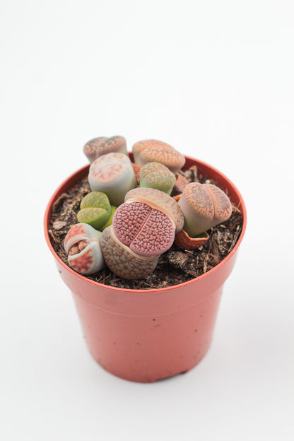 Lithops grote stenen mix