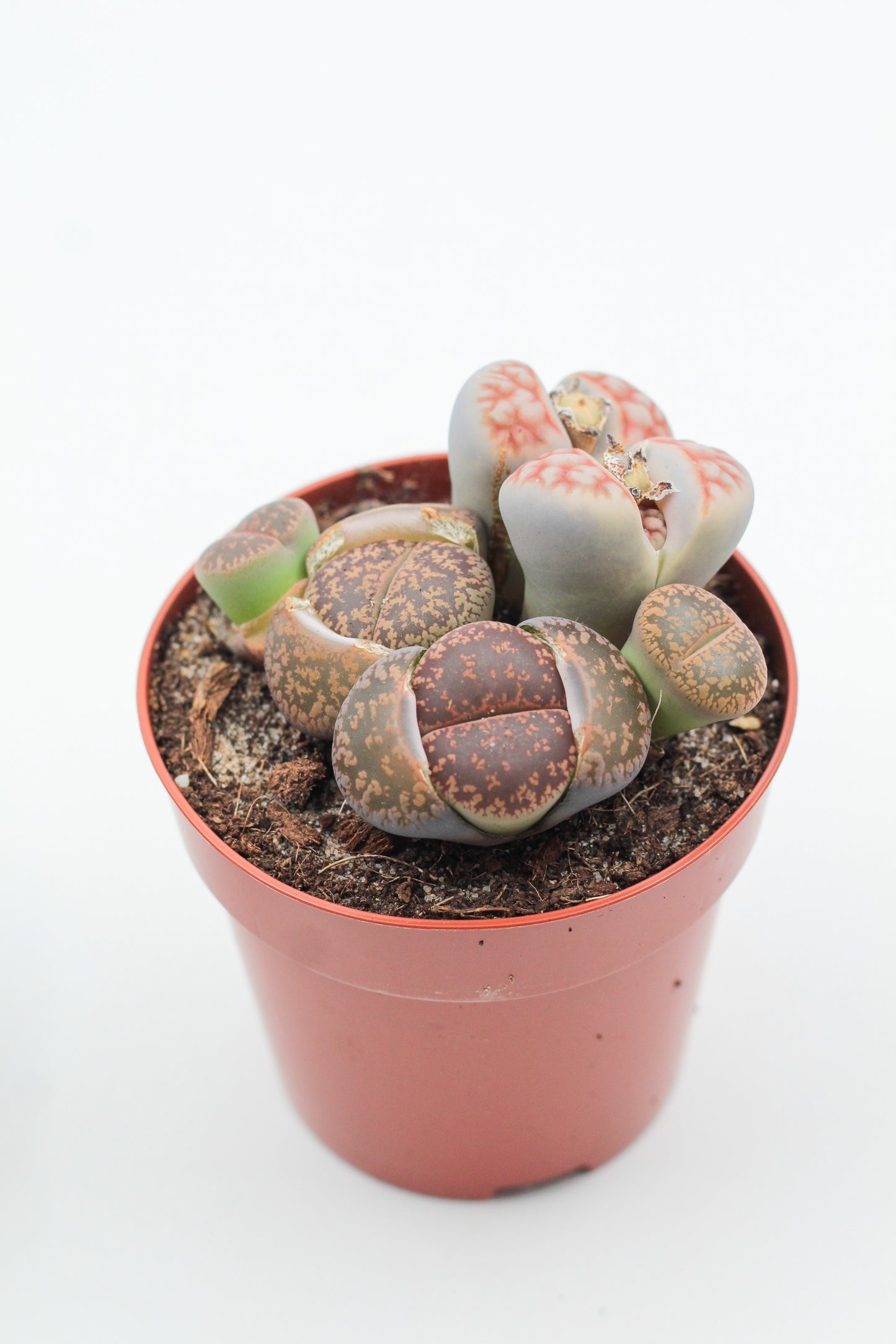Lithops grote stenen mix