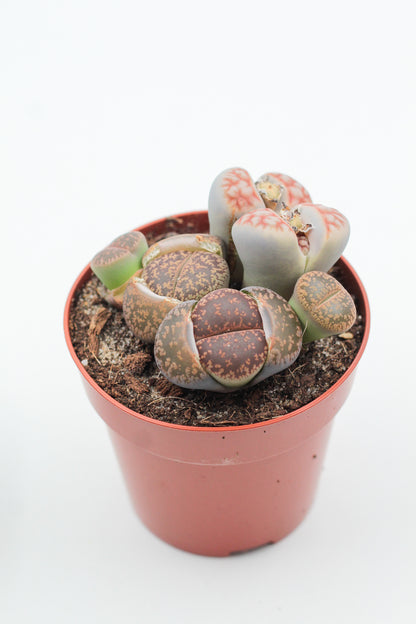 Lithops grote stenen mix