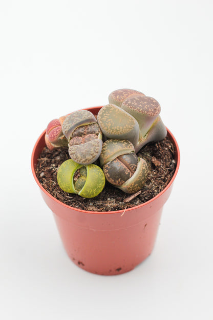 Lithops grote stenen mix
