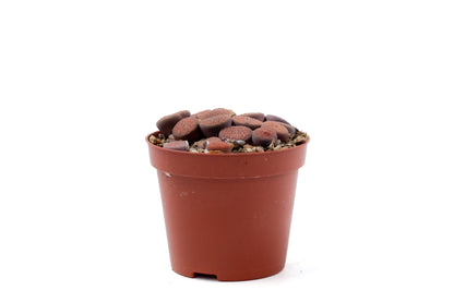 Lithops hookeri