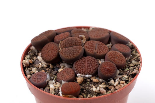 Lithops hookeri