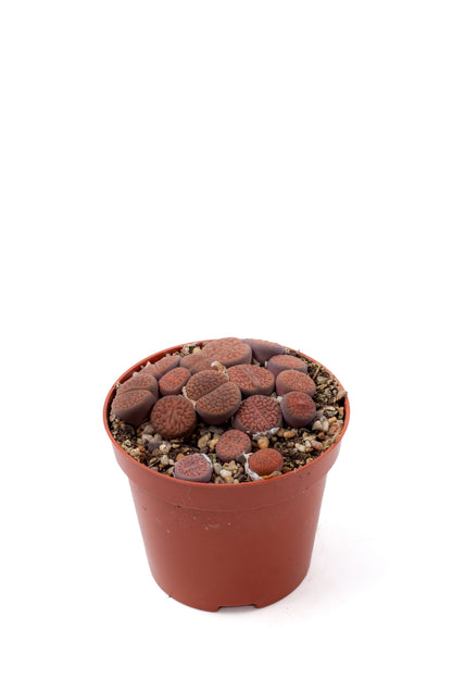 Lithops hookeri