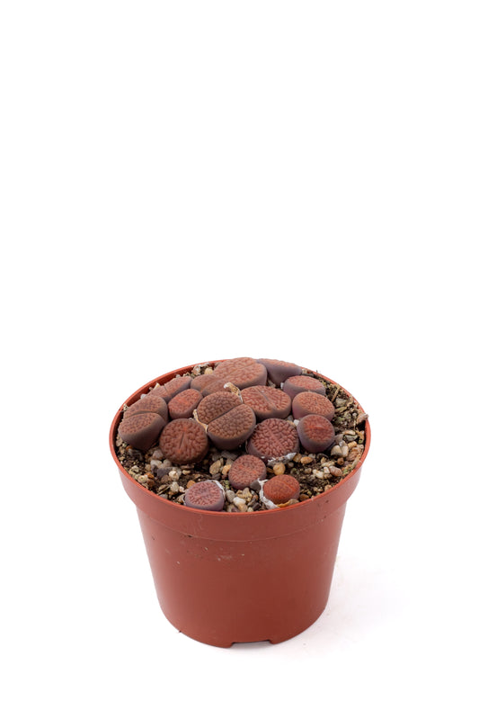 Lithops hookeri