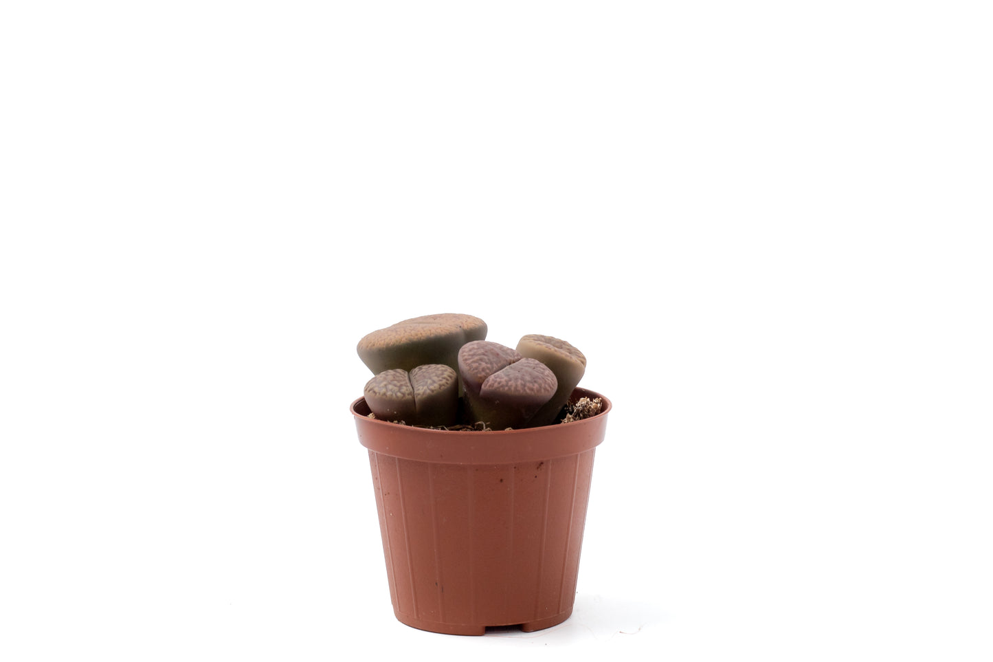 Lithops hookeri v. hookeri C113