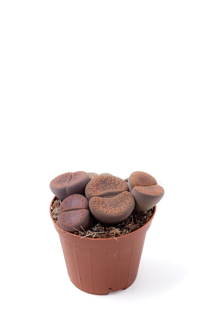 Lithops hookeri v. hookeri C113