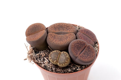Lithops hookeri v. hookeri C113