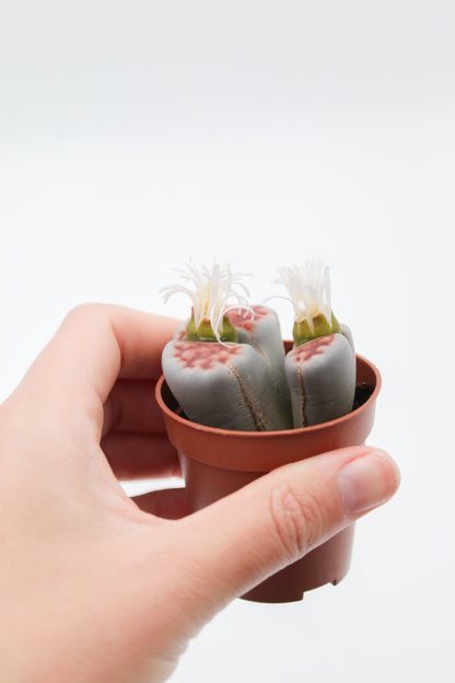 Lithops karasmontana 'red tops' (grote stenen)