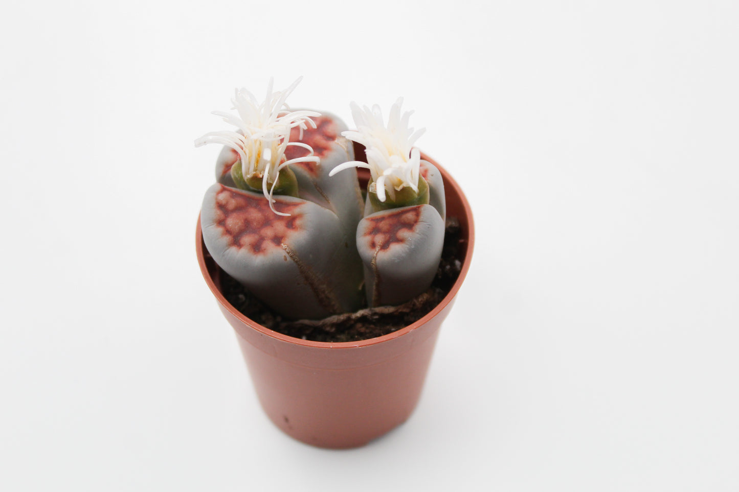 Lithops karasmontana 'red tops' (grote stenen)