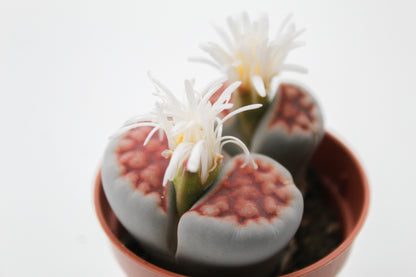 Lithops karasmontana 'red tops' (grote stenen)
