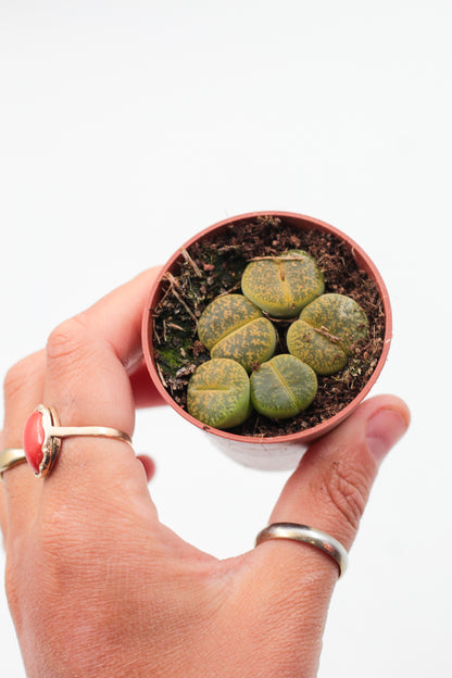 Lithops aucampiae C395 cv. Jackson’s Jade