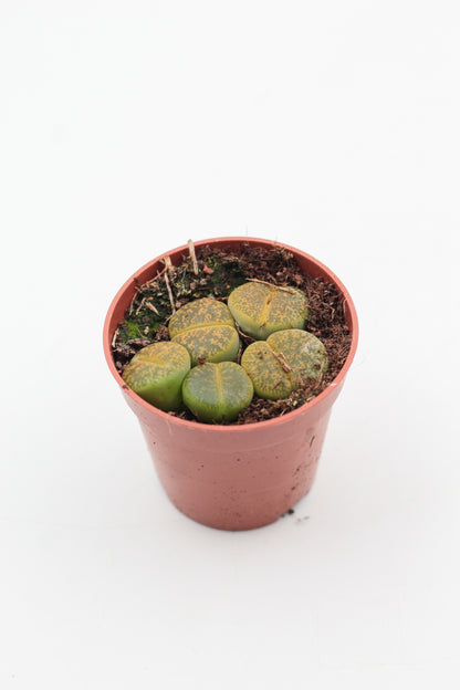 Lithops aucampiae C395 cv. Jackson’s Jade