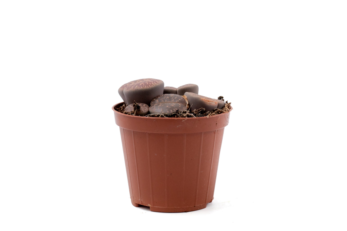 Lithops lesliei ssp. lesliei v. lesliei