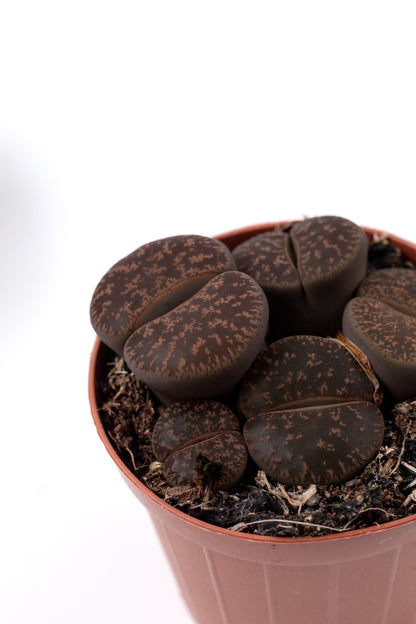 Lithops lesliei ssp. lesliei v. lesliei
