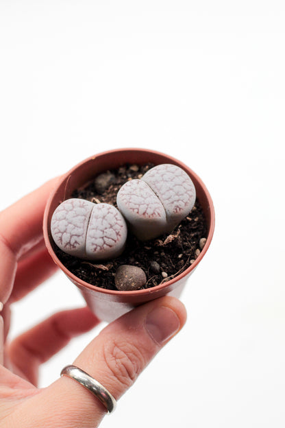 Lithops "levende steentjes" duo