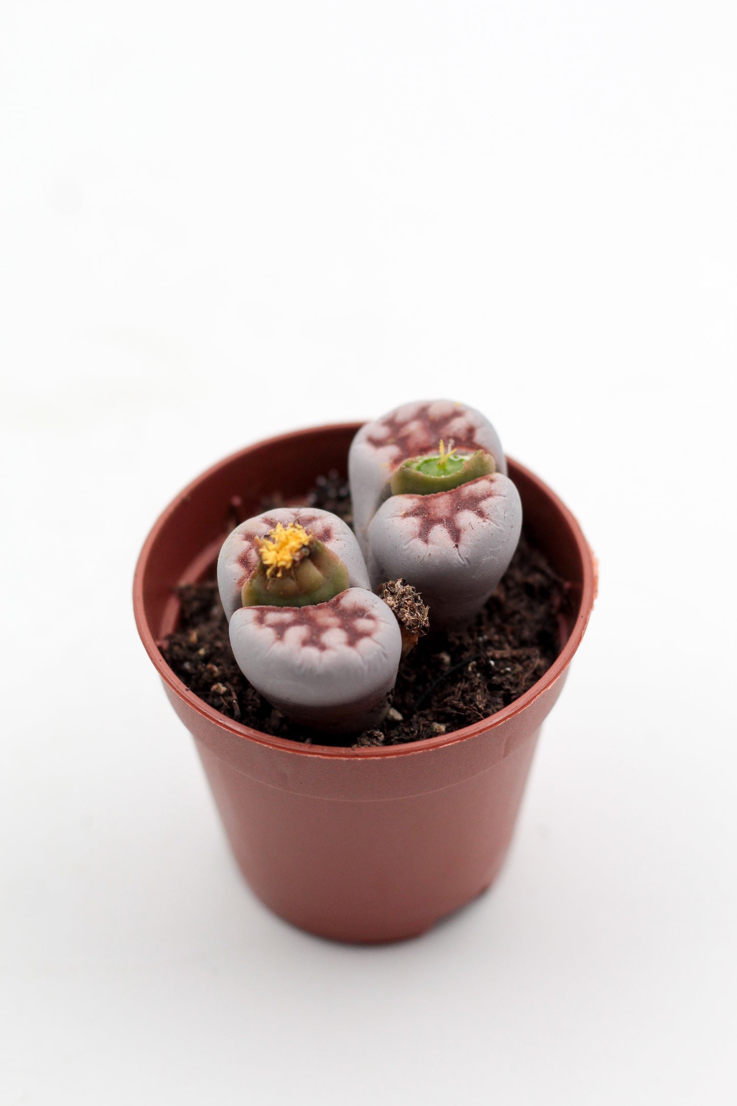 Lithops "levende steentjes" duo
