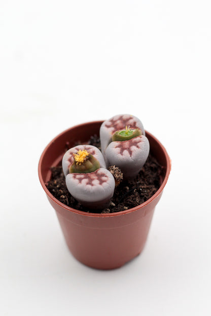Lithops "levende steentjes" duo