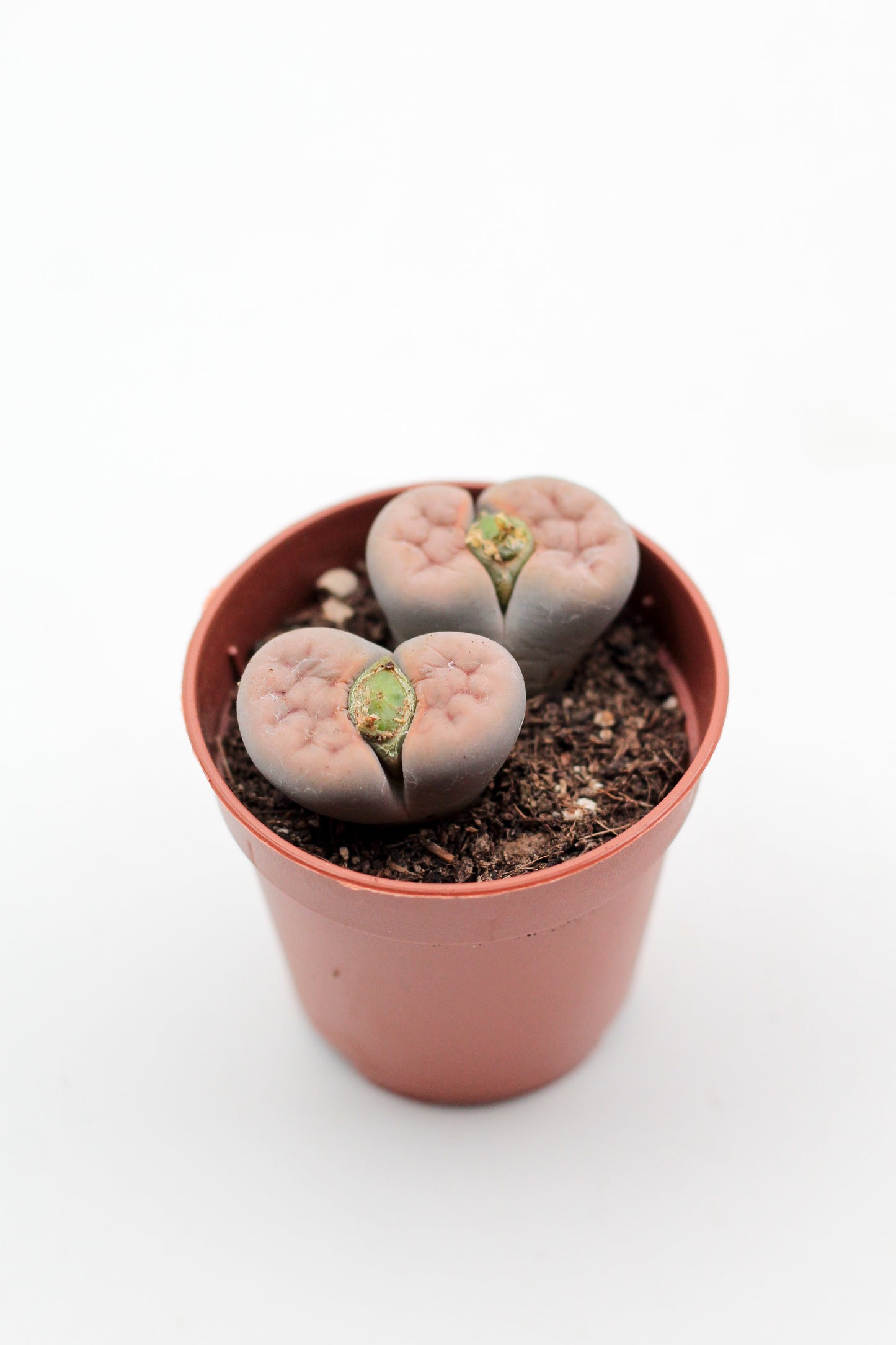 Lithops "levende steentjes" duo
