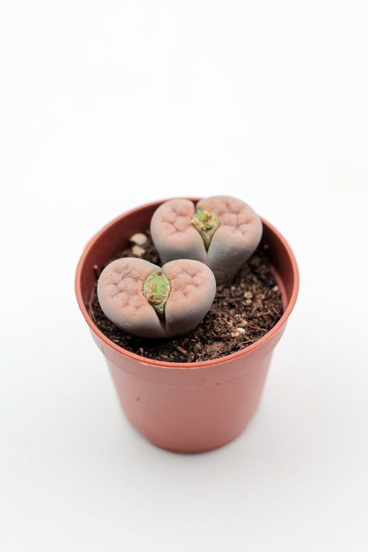 Lithops "levende steentjes" duo