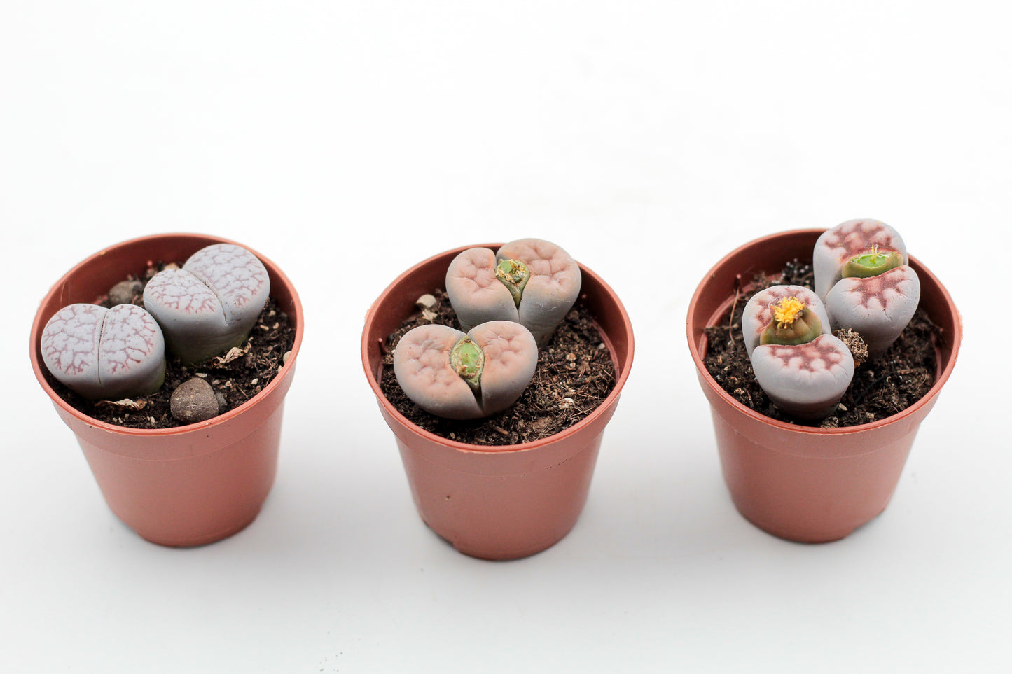 Lithops "levende steentjes" duo