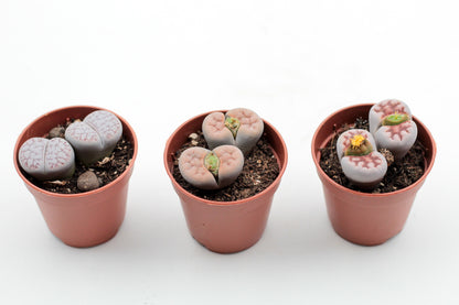 Lithops "levende steentjes" duo