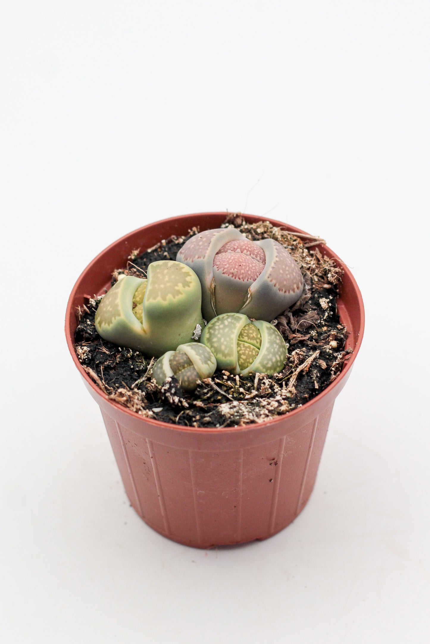 Lithops salicola