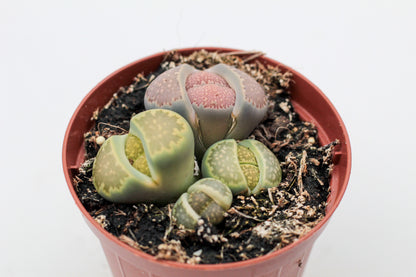 Lithops salicola