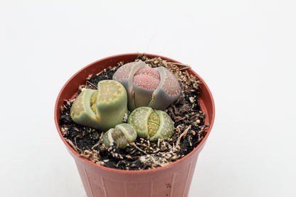 Lithops salicola